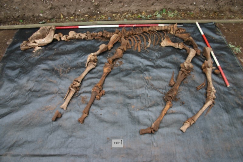 Plate 18. Skeleton reconstructed