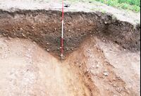 Plate 24. The fill of the ditch in trench 17