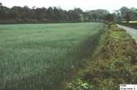 Plate 41. Crop mark of the north-east corner of the third ditched enclosure F200 seen from ground level.
