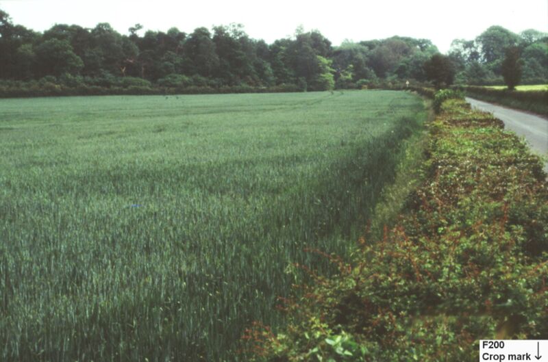 Plate 41. Crop mark of the north-east corner of the third ditched enclosure F200 seen from ground level.